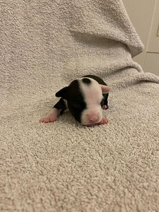 AMEERIKA STAFFORDSHIRE TERRIER (3 foto / 8)