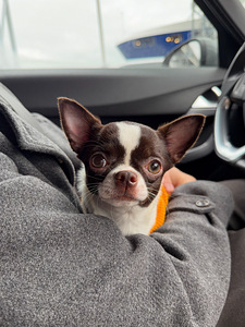 Chihuahua tyttö (1 valokuva sivusta 4)