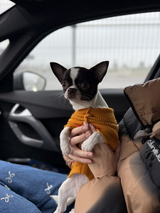 Chihuahua tyttö (2 valokuva sivusta 4)