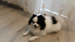 Pomeranian Spitz (2 valokuva sivusta 2)