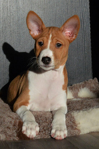 Basenji (2 foto no 5)