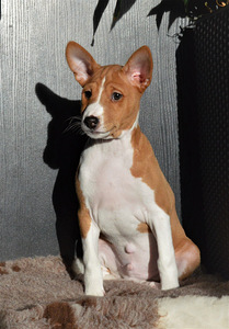 Basenji (3 foto no 5)