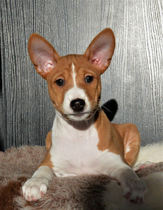 Basenji (4 foto no 5)