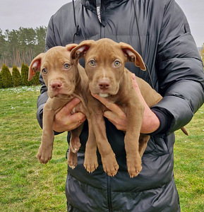 Американский питбультерьер/ ameerika pitbullterjer (2 фото из 10)