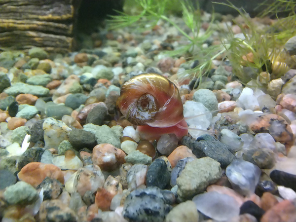 Tigu akvaariumi jaoks , planorbidae