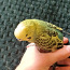 Продаю пару волнистых попугаев (фото #5)