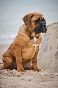 Кане Корсо / Cane Corso (2 фото из 3)