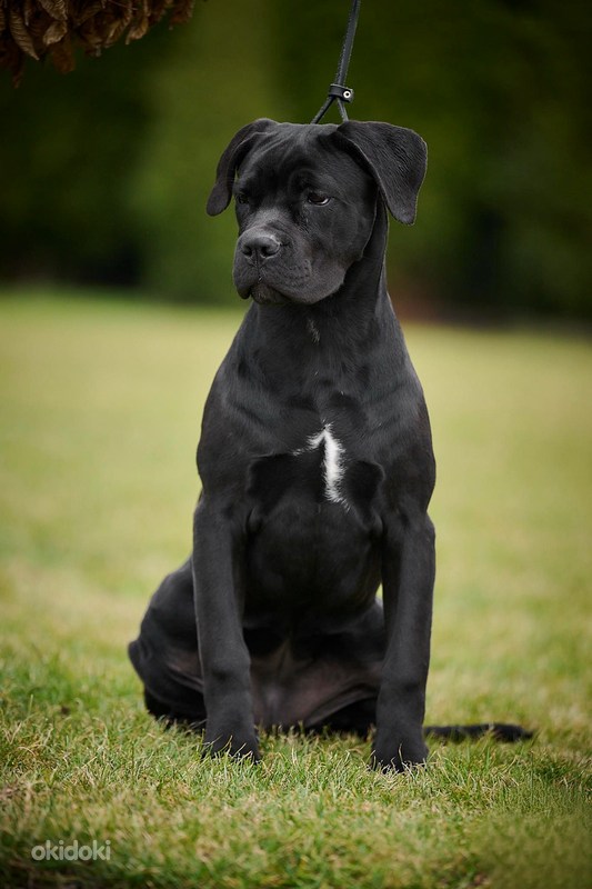Кане Корсо / Cane Corso - Tallinn - Животные, Собаки купить и продать ...