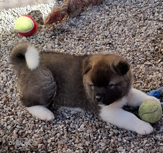 Amerikāņu akita (foto #1)