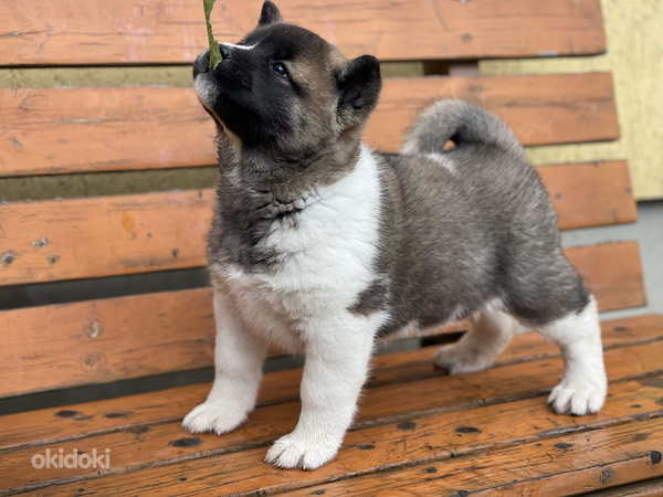 Amerikāņu akita (foto #3)