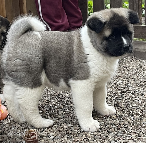 Amerikāņu akita (foto #5)