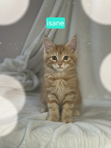 Maine Coon (8 foto / 10)