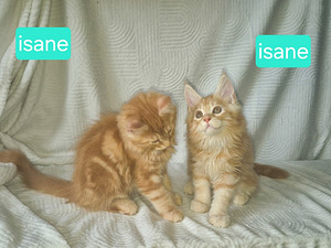 Maine Coon (9 foto / 10)