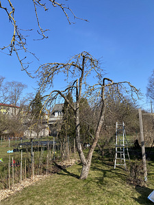 Hekilõikus, Viljapuude ja põõsaste lõikus, Muruniitmine (4 foto / 9)