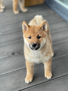 Shiba Inu kucēni puppies (4 foto no 8)