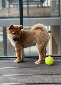 Shiba Inu kucēni puppies (6 foto no 8)