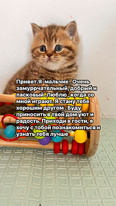 Британский котёнок (2 фото из 9)