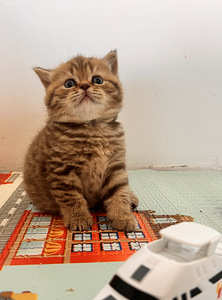Британский котёнок (5 фото из 9)