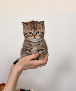 Британский котёнок (1 фото из 9)