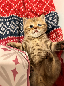 Британский котёнок (6 фото из 9)
