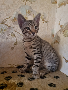 Savannah kassipojad (2 foto / 6)