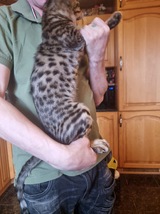 Котята Savannah (3 фото из 6)