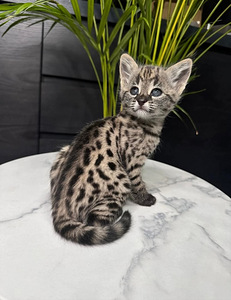 Котята Savannah (5 фото из 6)