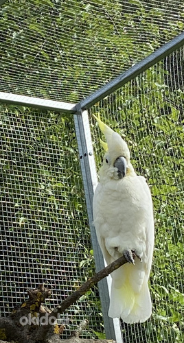 Kakaduu (foto #1)