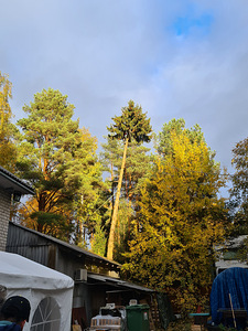 Ohtlikute puude ja okste tehniline langetamine (6 foto / 10)