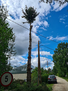 Ohtlikute puude ja okste tehniline langetamine (10 foto / 10)