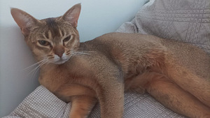 Abessiinia kass otsib peigmeest (1 foto / 1)
