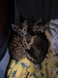 Бенгальский кот (1 фото из 4)