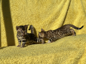 Бенгальские котята (7 фото из 9)