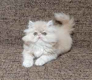 Персидские котята (4 фото из 4)