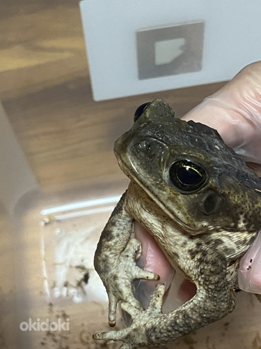 Müüa mürgine kärnkonn — „Aga“, isane, 4 aastat vana
