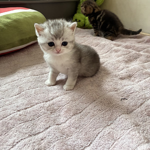 Шотландские вислоухие/прямоухие котята (8 фото из 10)