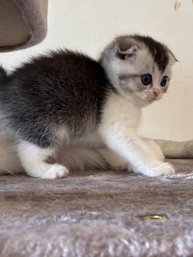 Scottish Fold/Straight kassipojad