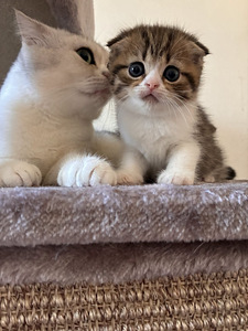 Scottish Fold/Straight kassipojad (1 foto / 4)