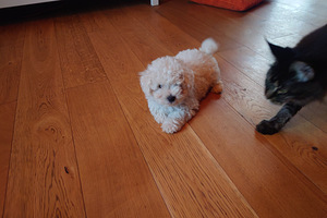 Bichon Frise Kutsikas (5 foto / 5)