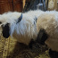 Tumba lammas oinas naturaalsest nahast (foto #1)