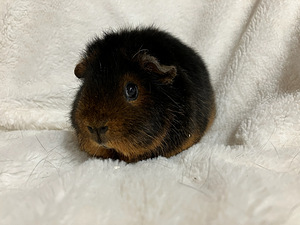 Merisiga Teddy tõugu (2 foto / 4)