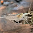 Krevetid Amano (japonica) (foto #1)