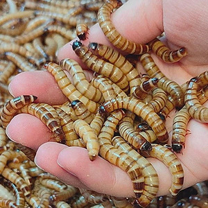 Кормовые сверчки для домашних животных. Живые. (2 фото из 2)
