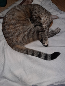 Cat looking for lovely home (4 foto / 10)