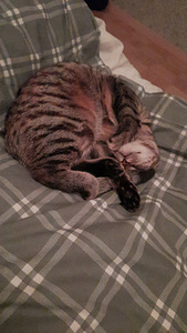 Cat looking for lovely home (8 foto / 10)