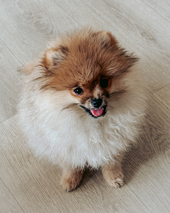 Rādīt daudzsološs Pomeranian Pomeranian meitene (4 foto no 8)