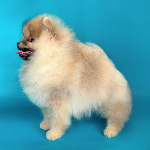 Rādīt daudzsološs Pomeranian Pomeranian meitene (3 foto no 8)