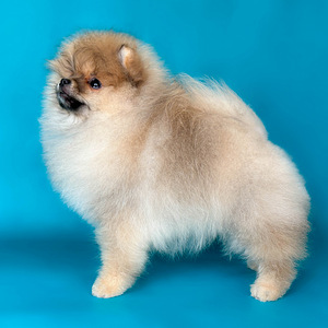 Rādīt daudzsološs Pomeranian Pomeranian meitene (5 foto no 8)