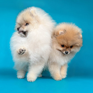 Rādīt daudzsološs Pomeranian Pomeranian meitene (7 foto no 8)