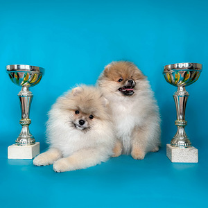 Rādīt daudzsološs Pomeranian Pomeranian meitene (8 foto no 8)